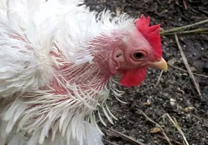 Peroed la puii de găină cum să scape de remedii populare păduchi de pui și substanțe chimice (de pui) Peroed la puii de găină cum să scape de remedii populare păduchi de pui și produse chimice