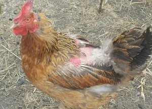 Peroed la puii de găină cum să scape de remedii populare păduchi de pui și produse chimice (peroed găini fotografie.) Peroed la puii de găină cum să scape de remedii populare păduchi de pui și produse chimice