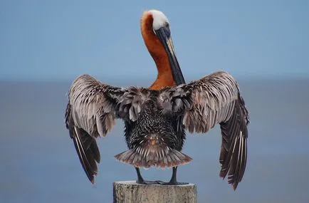 Pelicani, enciclopedie animale
