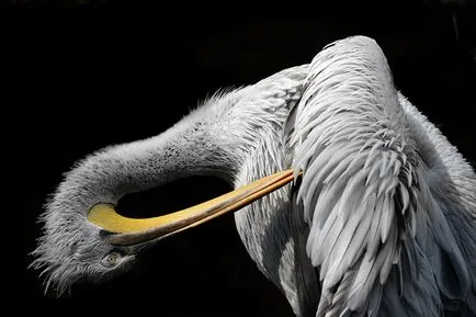 Pelicani, enciclopedie animale