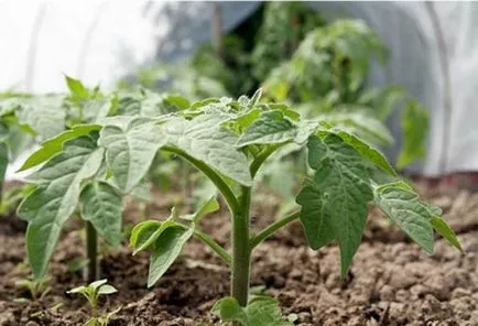 roșii Transplant în plantarea de răsaduri de roșii cu efect de seră, video