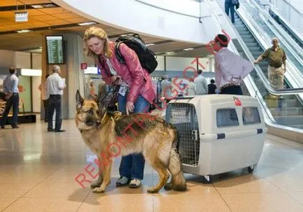 Transportul de câine în mașină - siguranță pentru animale de companie în călătorie (câine) Transportul de câine în mașină - siguranța călătoriei pentru animale de companie