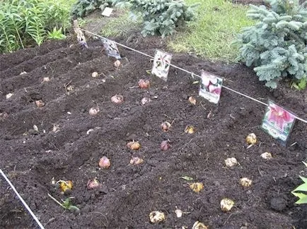lalele transplant, de crescători sfaturi (bec) lalele de transplant, sfaturi crescatori