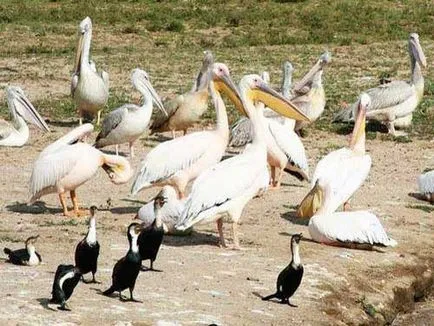 Pelican fotografie