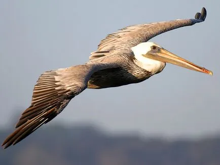 Pelicani, enciclopedie animale