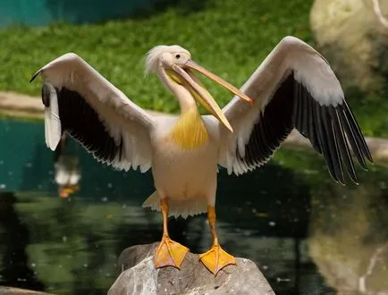 Pelicani, enciclopedie animale