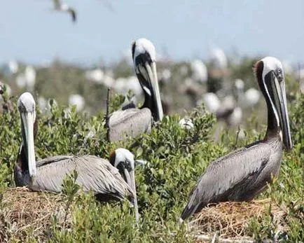Pelican fotografie