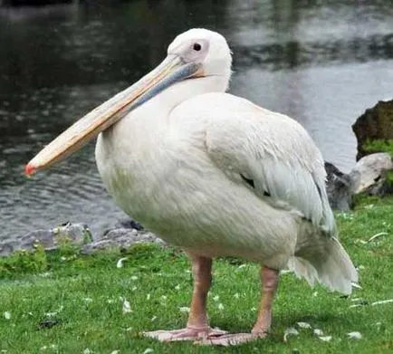 Pelican fotografie
