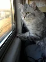 Cum se dezvata de la Whiskas pisica (pisica intarca Whiskas) Cum se dezvata pisica de la Whiskas
