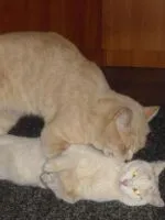 Cum se dezvata de la pisica Whiskas (wean) Cum se dezvata pisica de la Whiskas