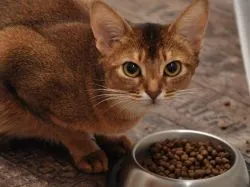 Cum se dezvata de la Whiskas pisica (pisica intarca Whiskas) Cum se dezvata pisica de la Whiskas