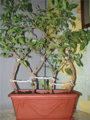 Cum sa se rasuceasca provine din ficus Benjamin (trunchiuri) Cum sa se rasuceasca provine de la Ficus Benjamin