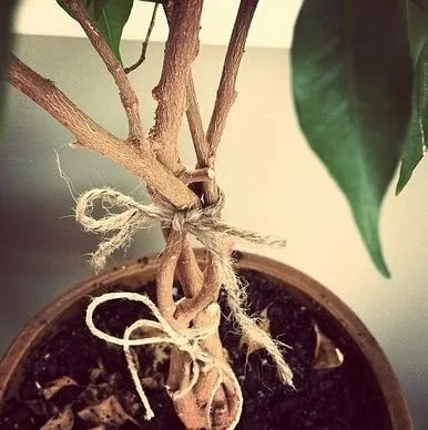 Cum sa se rasuceasca provine din Ficus Benjamin (Ficus Benjamin) Cum sa se rasuceasca provine de la Ficus Benjamin