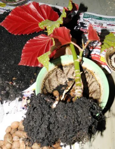 Ca Begonia transplantat - sfaturi practice (flori) Ca Begonia transplantat - sfaturi practice