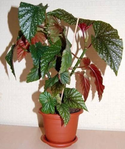 Ca Begonia transplantat - sfaturi practice (Begonia) Ca Begonia transplantat - sfaturi practice