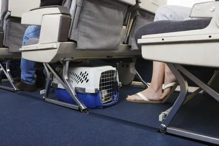 Cum de a transporta un câine într-un avion reguli, documente, pregătire