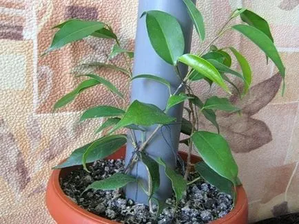 Cum sa se rasuceasca provine din ficus Benjamin (trunchiuri) Cum sa se rasuceasca provine de la Ficus Benjamin
