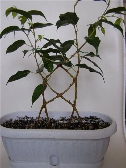 Cum sa se rasuceasca provine din ficus Benjamin (trunchiuri) Cum sa se rasuceasca provine de la Ficus Benjamin
