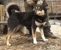 Hound pestrițe rus