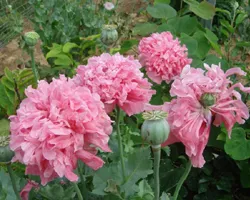 instrucțiuni video de grădină Papaver pe îngrijirea cu propriile lor mâini, în special cultivarea de flori albe