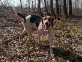 Rusă pestrițe Hound descriere rasă, fotografii, standard si caracterul de câine (câine) Rusă pestrițe Hound descriere rasă, fotografii, standard si caracterul de câine