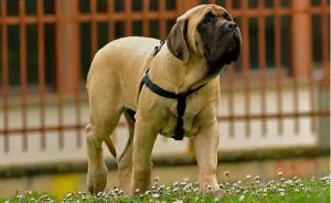 pestrițe Hound rus - o descriere, poze, pret, caracter, „da laba“ (Hound) pestrițe rus Hound - o descriere, poze, pret, caracter, „da laba“