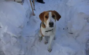 pestrițe Hound Rusă - o descriere, poze, pret, caracter, „da laba“ (rusă) pestrițe rus Hound - o descriere, poze, pret, caracter, „da laba“