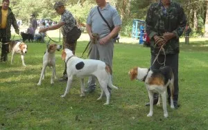 pestrițe Hound rus - o descriere, poze, pret, caracter, „da laba“ (descriere) pestrițe rus Hound - o descriere, poze, pret, caracter, „da laba“