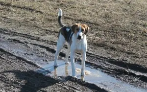 Rusă pestrițe Hound - o descriere, poze, pret, caracter, „da laba“ (Hound pestrițe rusă) pestrițe rus Hound - o descriere, poze, pret, caracter, „da laba“