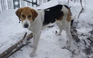 pestrițe Hound rus - o descriere, poze, pret, caracter, „da laba“ (descriere) pestrițe rus Hound - o descriere, poze, pret, caracter, „da laba“