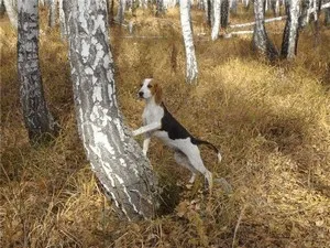 Hound pestrițe rus