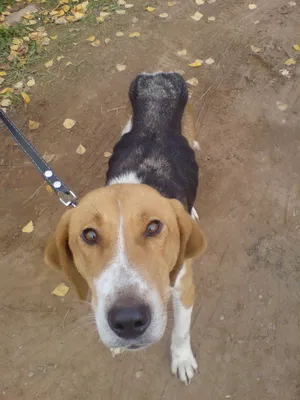 Rusă fotografii și înregistrări video de câini de vânătoare în pestrițe hound, standardul rasei și o descriere (fotografii) Rusă fotografii pestrițe hound și înregistrări video de câini la vânătoare, și rasa descriere standard