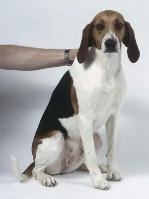 Rusă fotografii pestrițe hound și înregistrări video de câini la vânătoare, și rasa descriere standard (Russian) Rusă fotografii pestrițe hound și înregistrări video de câini la vânătoare, și rasa descriere standard