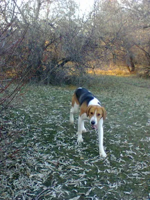 Rusă fotografii și înregistrări video de câini de vânătoare în pestrițe hound, standardul rasei și o descriere (fotografii) Rusă fotografii pestrițe hound și înregistrări video de câini la vânătoare, și rasa descriere standard