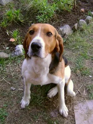 Rusă fotografii și înregistrări video de câini de vânătoare în pestrițe hound, standardul rasei și o descriere (fotografii) Rusă fotografii pestrițe hound și înregistrări video de câini la vânătoare, și rasa descriere standard