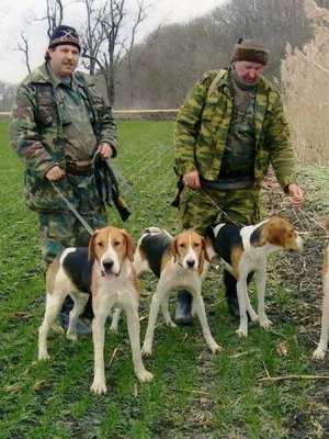 Rusă fotografii pestrițe hound și înregistrări video de câini la vânătoare, și rasa descriere standard (hound) Rusă fotografii pestrițe hound și înregistrări video de câini la vânătoare, și rasa descriere standard