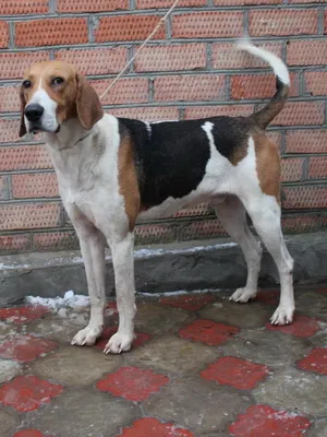 Rusă fotografii și înregistrări video de câini de vânătoare în pestrițe hound, standardul rasei și o descriere (fotografii) Rusă fotografii pestrițe hound și înregistrări video de câini la vânătoare, și rasa descriere standard