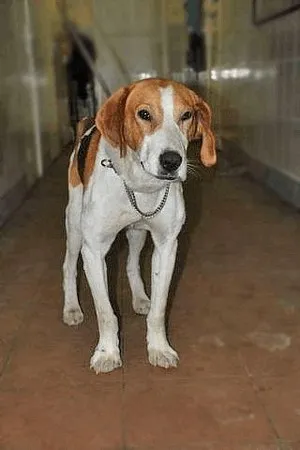 Hound pestrițe rus