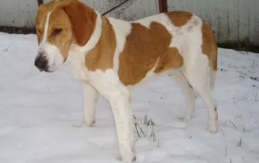 Rusă pestrițe Hound descriere rasă, fotografii, standard si caracterul unui câine (rus) Rusă pestrițe Hound descriere rasă, fotografii, standard si caracterul de câine