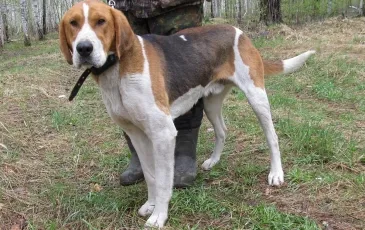 Rusă pestrițe Hound descriere rasă, fotografii, standard si caracterul de câine (fotografie) Rusă pestrițe Hound descriere rasă, fotografii, standard si caracterul de câine