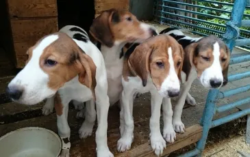 Rusă pestrițe Hound descriere rasă, fotografii, standard si caracterul unui câine (Beagle) Rusă pestrițe Hound descriere rasă, fotografii, standard si caracterul de câine