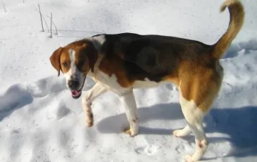 Rusă pestrițe Hound descriere rasă, fotografii, standard si caracterul de câine (fotografie) Rusă pestrițe Hound descriere rasă, fotografii, standard si caracterul de câine