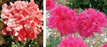 instrucțiuni video de grădină Papaver pe îngrijirea cu propriile lor mâini, în special cultivarea de flori albe