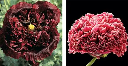 instrucțiuni video de grădină Papaver pe îngrijirea cu propriile lor mâini, în special cultivarea de flori albe
