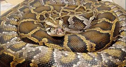 Cele mai multe cazuri de atacuri asupra oamenilor anaconda, pitoni și boa din fălcile animale cunoscute (atacate) Cele mai multe cazuri de atacuri asupra oamenilor anaconda, pitoni și boa cunoscute, în ghearele animalelor