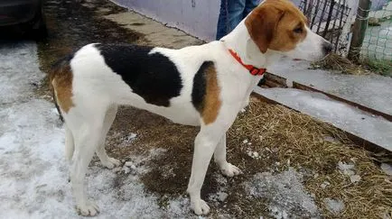 Rusă pestrițe Hound poveste, caracter, îngrijire și caracteristici ale conținutului (fotografii) (îngrijire) Rusă pestrițe Hound poveste, caracter, îngrijire și caracteristici ale conținutului (fotografii)
