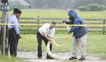 Cele mai multe cazuri de atacuri asupra oamenilor anaconda, pitoni și boa cunoscute, în fălcile animalelor (anaconda) Cele mai multe cazuri de atacuri asupra oamenilor anaconda, pitoni și boa cunoscute, în ghearele animalelor