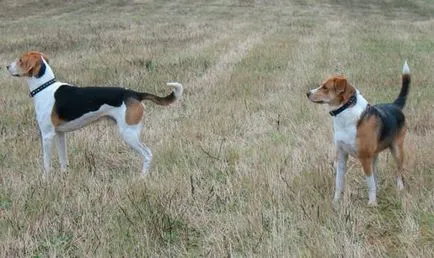 Rusă pestrițe Hound poveste, caracter, îngrijire și caracteristici ale conținutului (fotografii) (pestrițe) Rusă pestrițe Hound poveste, caracter, îngrijire și caracteristici ale conținutului (fotografii)