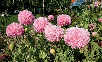 instrucțiuni video de grădină Papaver pe îngrijirea cu propriile lor mâini, în special cultivarea de flori albe