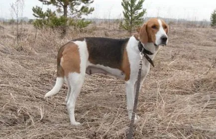 Rusă pestrițe Hound poveste, caracter, îngrijire și caracteristici ale conținutului (fotografii) (îngrijire) Rusă pestrițe Hound poveste, caracter, îngrijire și caracteristici ale conținutului (fotografii)